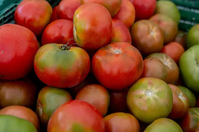 Productores europeos de tomate piden reciprocidad en acuerdos comerciales y bloquear el acuerdo UE-Marruecos Un terremoto de mag...